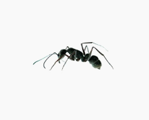 photo de Fourmis charpentiere ou fourmis gâte bois ou fourmis noire