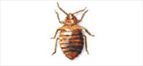 comment se débarasser et exterminer les punaises de lit bed bugs , identifier et connaitre les piqures de punaises de lit
