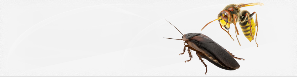 Extermination quebec insectes punaises de lit bed bugs et rongeurs